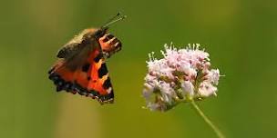 Family Workshop: Beautiful Butterflies