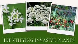 Identifying Invasive Plants