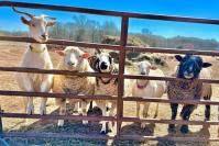 Week-long Summer Farm Camp at Hope and Serenity Farm Sanctuary