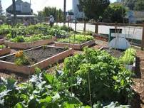 Salishan Community Garden Work Party