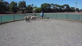 Sheep herding workshop for beginners