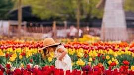 Long Island Tulip Festival