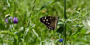 Spring Science - Butterfly Monitoring at Boscombe Chine Gardens