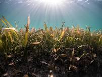 Citizen Science - Seagrass monitoring at South Stradbroke  1+2 (adults +16)