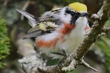 World Migratory Bird Year Bird Walk