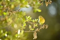 Bird Walk for World Migratory Bird Day