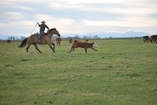 Todd Banner Cow Horse Herd Work Clinic