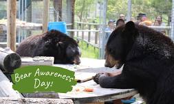 Bear Awareness Day