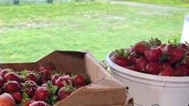 Warren Farms Strawberry Picking