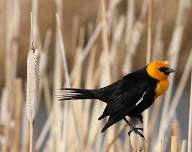 Birding at Wyoming Hereford Ranch (Cheyenne)