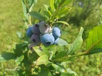 Certified Organic U-Pick Blueberries