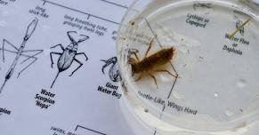 Pond Dipping