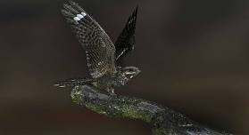 Nightjar Walk, Swinley Forest -  Windsor Great Park, Friday 28 June