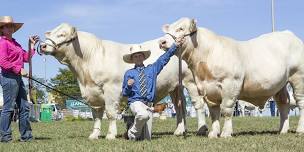 River Run Charolais - Open Day