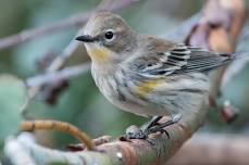 Birding Basics at Turtle Bay Bird Sanctuary