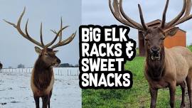 Big Elk Racks & Sweet Snacks