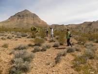 Desert Tortoise Burrow Surveying