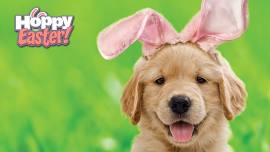 Pet Photos with the Easter Bunny