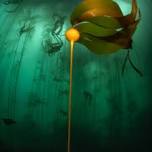 Underwater Forests—Oregon's Kelp Ecosystems