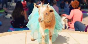 Goat Yoga Northlake @ Pecan Square!