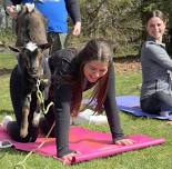 Saturday Morning Goat Yoga