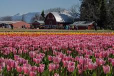 Skagit Valley Tulip Festival