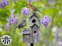 Backyard Birding at Comsewogue Public Library