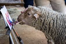 Petting Zoo Painters