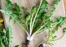 Foraging and Cooking with Dandelions