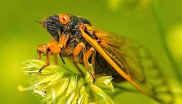 Cicadas: Teen Exploration Day