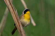 Beginning Bird Walk at Lee Metcalf NWR