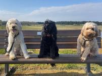 Cockapoo meetup