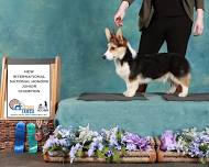 IABCA's 2024 Badger State Sieger International Dog Show