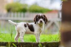 Dog Training Class - Foundation life skills