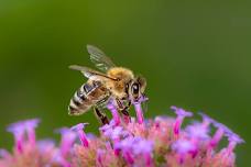 Celebrate Pollinators! Story Time and Scavenger Hunt, 4+ YRS