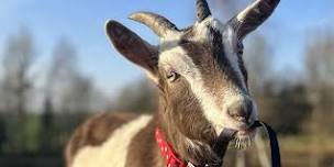 Goat Therapy with Goat or Alpaca walking