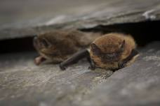 Brockholes Family Bat Walk