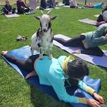 Goat yoga in the country