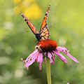 Butterfly Survey May