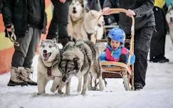 Dinner Plain Sled Dog Challenge