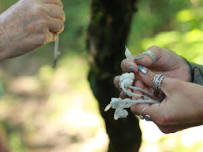 Herbal Remedies: A Foraging Walk (All Ages) June 15, 2024