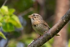 Beginning and Intermediate Birding Workshop: Woodpeckers, Sparrows and Birding by Ear