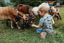 Farm Animal Hangout