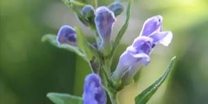 Edible and Medicinal plants of the Tahoe Sierra