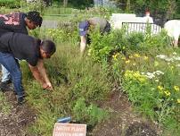 RAIN DATE! Trailhead TLC Friday - Tend FOLAR's native plant garden in Petersburg