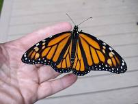 Monarch Tagging Mania