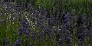 Yoga in the lavender field