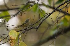 Walk on the Wild Side: International Migratory Bird Day