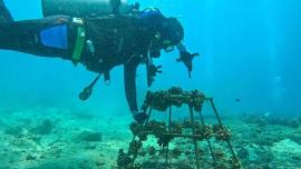 Protected: Coral Nursery Maintenance | Playa Hermosa | Saturday December 7th