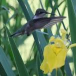 Summer Birds and their Food Chains